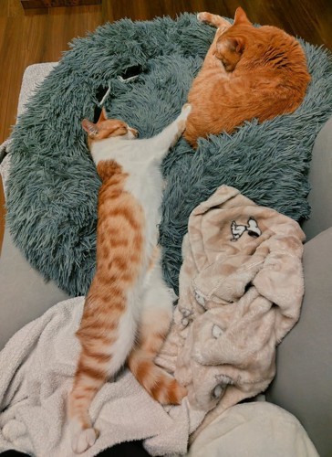 クッションで寝る猫