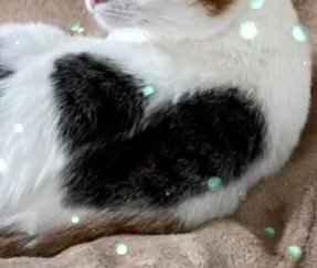 猫の背中のハート柄