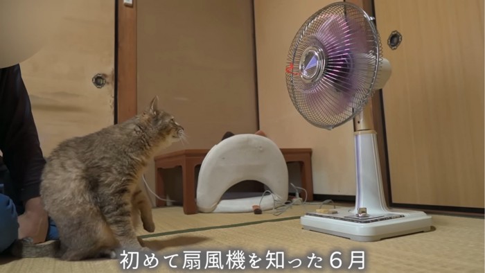 扇風機の前にいる猫