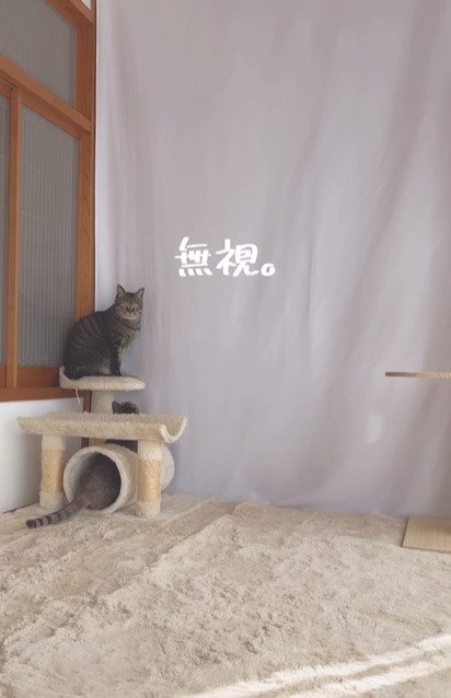 トンネルの下から顔をのぞかせる猫