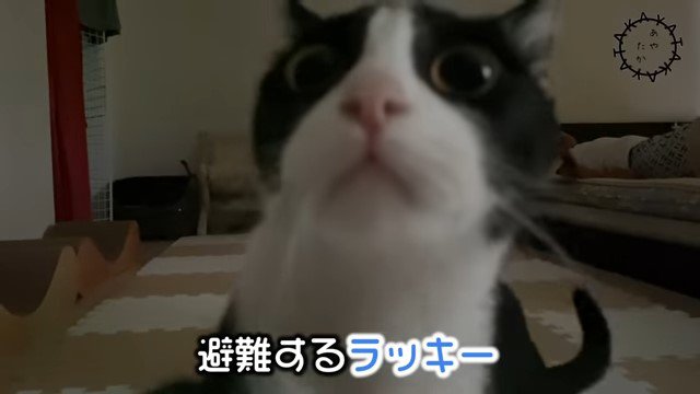 猫の顔のアップ