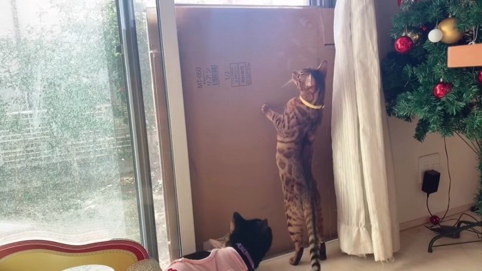 立ち上がる黄色の首輪の猫