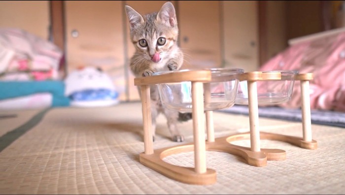 ご飯を入れる器に手をかけて、口元を舐めるサビ色の子猫