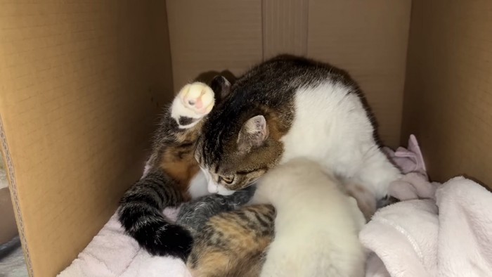 子猫のにおいを嗅ぐ成猫