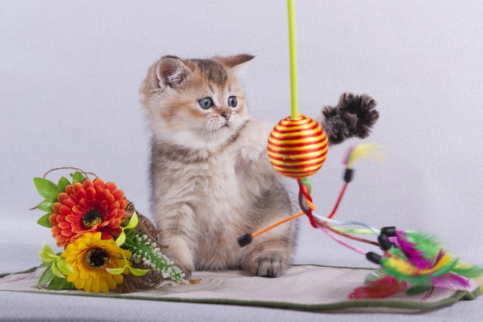 おもちゃで遊ぶ子猫の写真