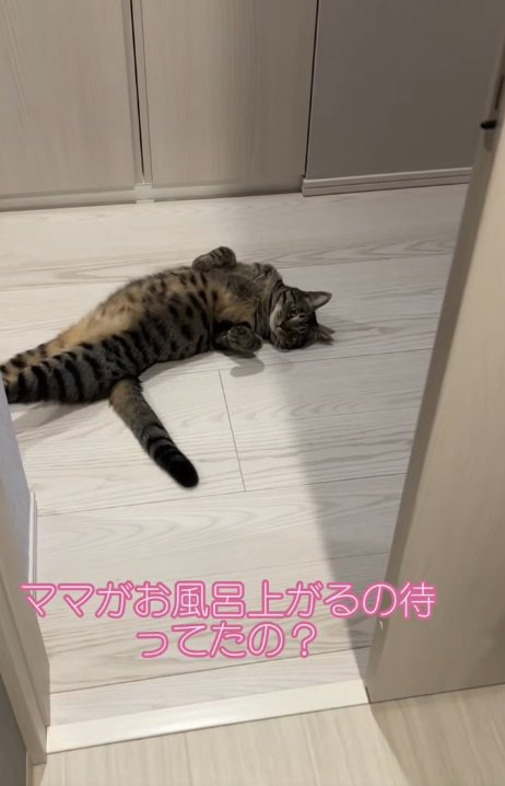 ろうかでへそ天で寝ている猫