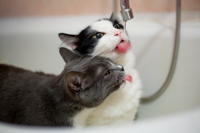 水を飲む猫