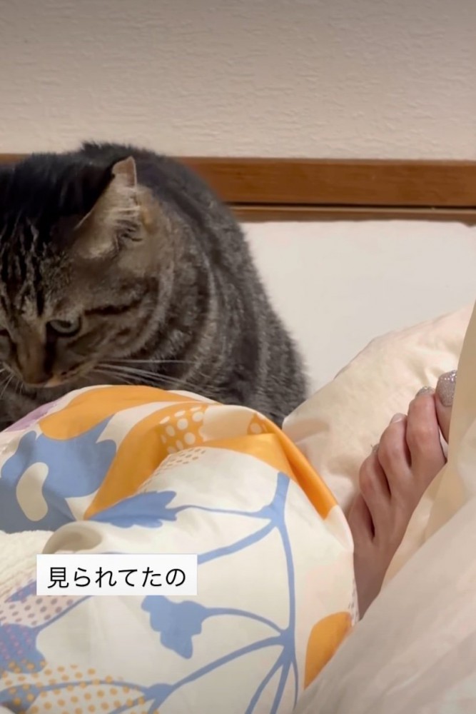 顔を背ける猫