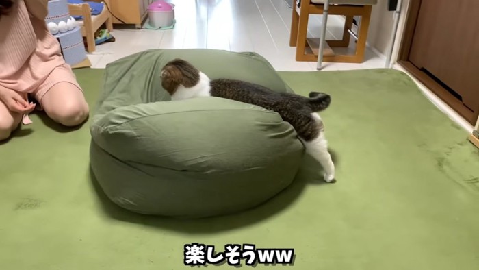 クッションに飛び込む猫