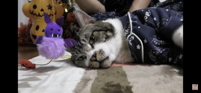 横たわる猫