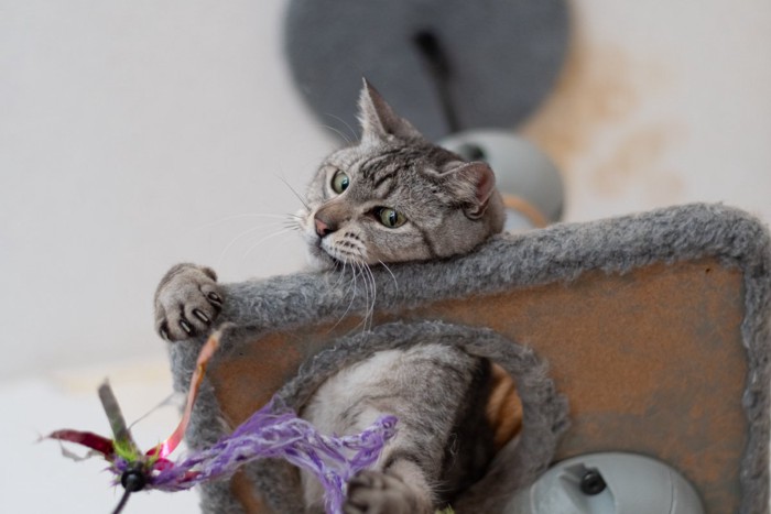 キャットタワーの上で遊ぶ猫