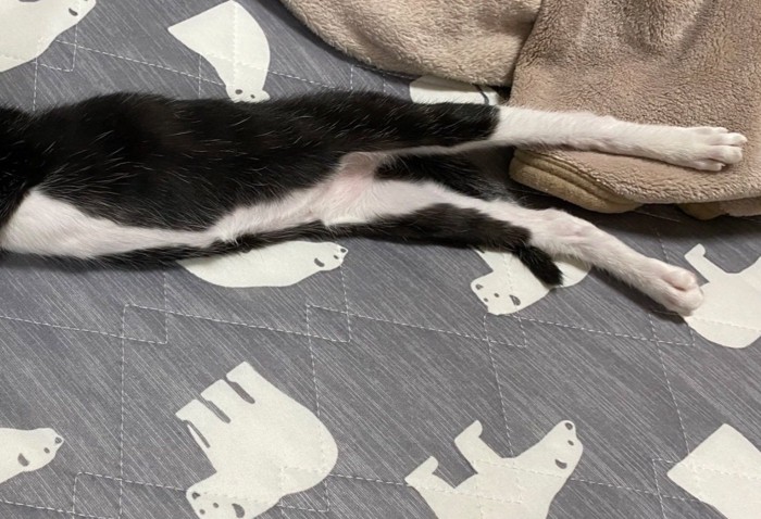 子猫の体