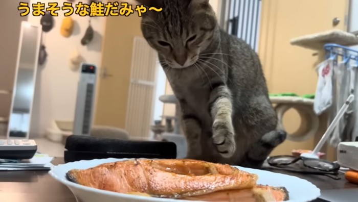 鮭を触ろうとする猫