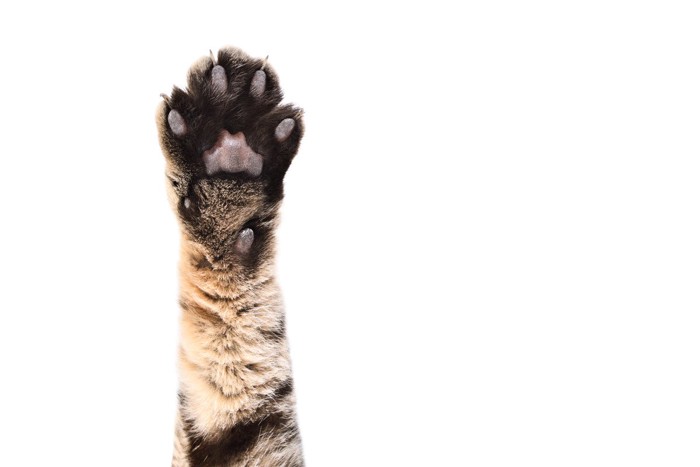 猫の爪