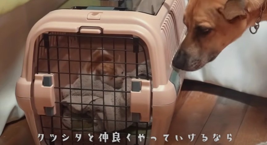 子猫を見つめる犬