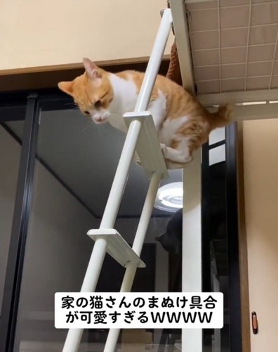 何とか抜け出す猫