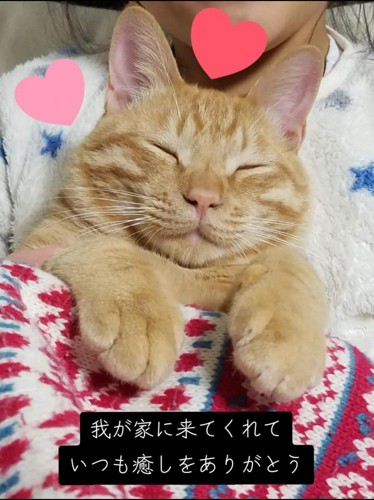 目を閉じる猫