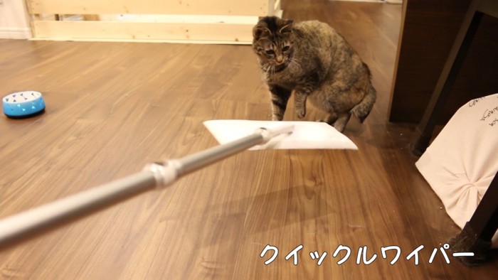 腰が引けてる猫