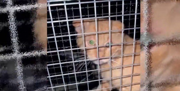 捕獲器の中に猫