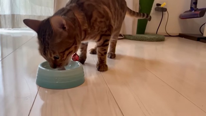 おやつを食べる猫