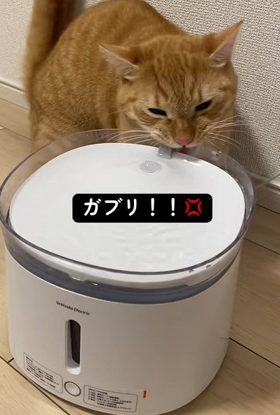 給水器に噛みつく猫