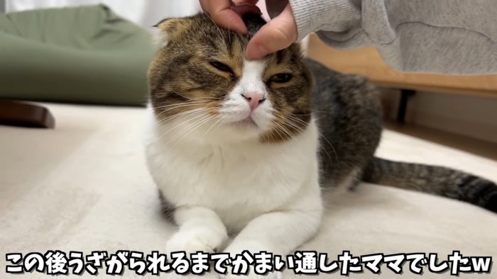 頭を撫でられる猫