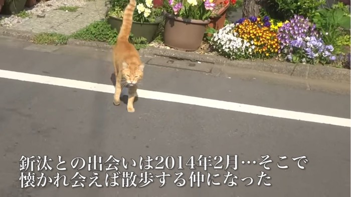 近寄ってくる猫