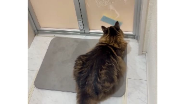 お風呂のドアの前にいる猫