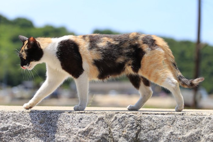 石の上を歩く三毛猫