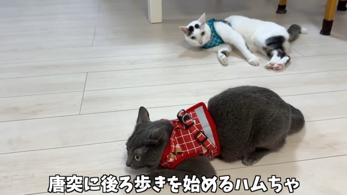 赤いハーネスのシルバー猫