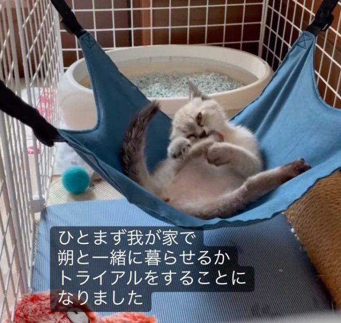 ハンモックの上でくつろぐ子猫