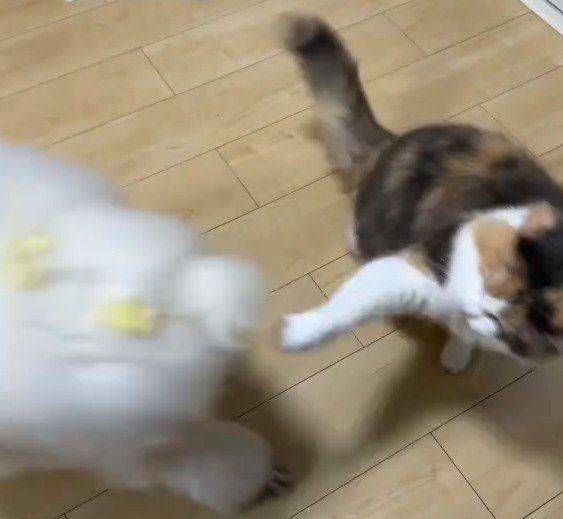 犬をパンチで追い払う猫