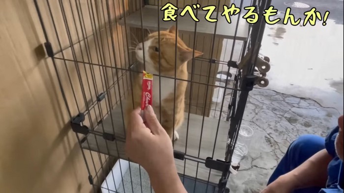 そっぽを向く猫