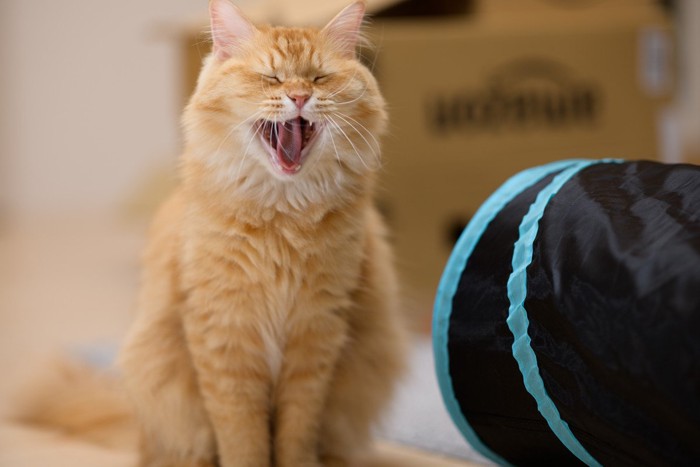 あくびをする猫（マンチカン）