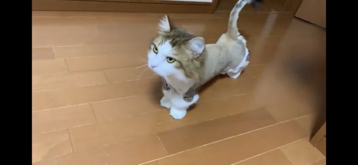 サマーカットされた猫