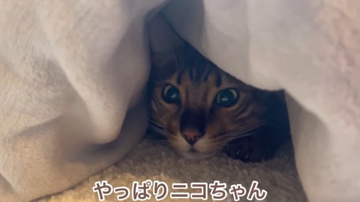 布団の奥で顔だけ見える猫