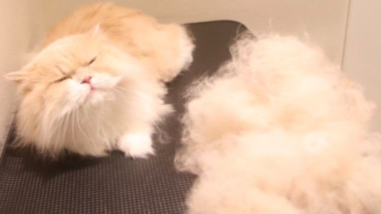 室内にいる猫