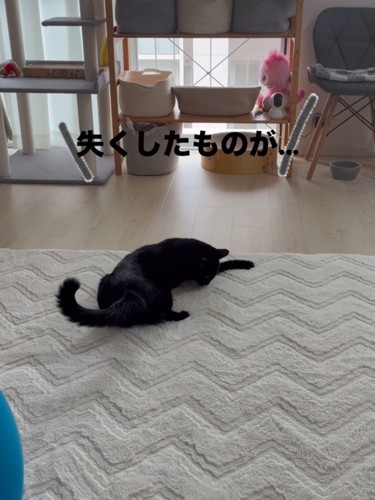 寝そべって下を見る猫