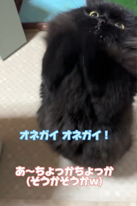 後ろ足で立つ猫