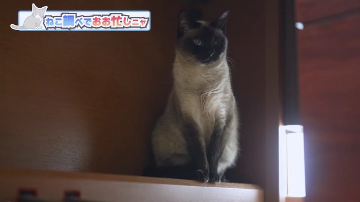 端座するシャム猫