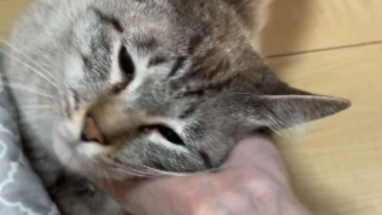 撫でられる猫