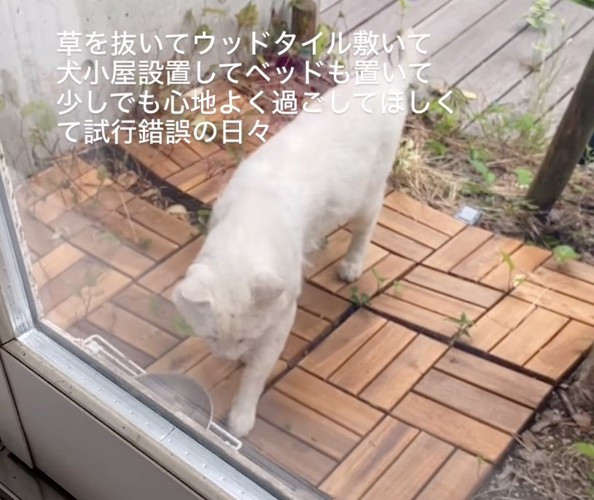 ウッドタイルに乗る猫