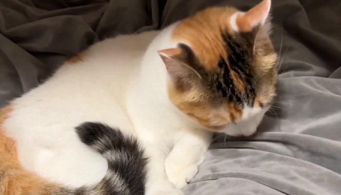 毛布を舐める猫