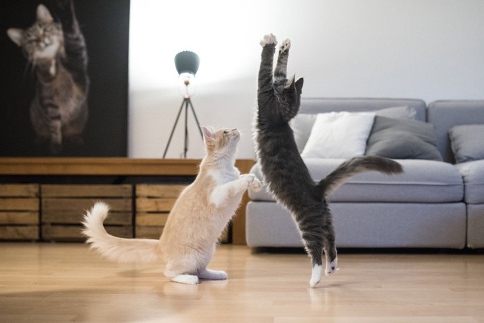 遊んでいる猫