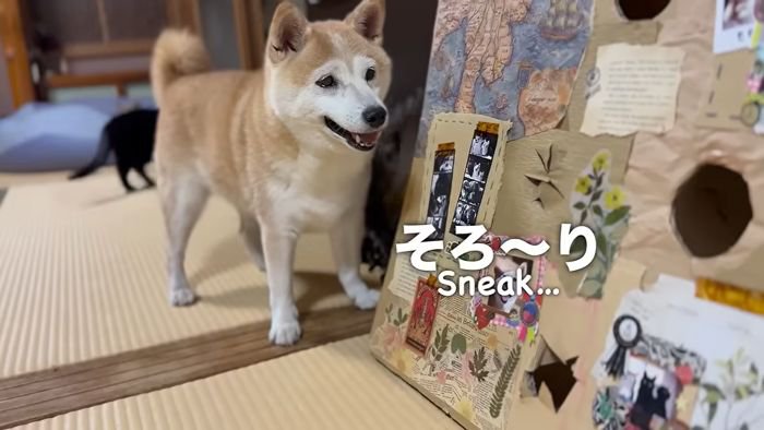 そろりと出ていく空ちゃん