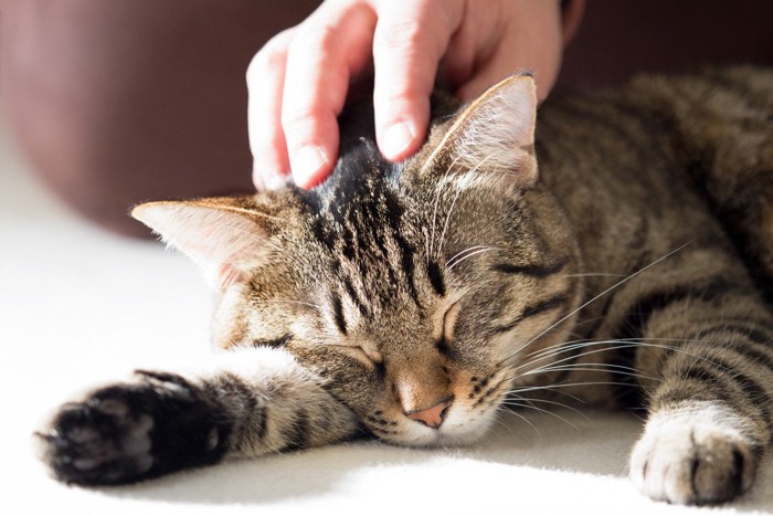 寝ている猫の頭を撫でる手