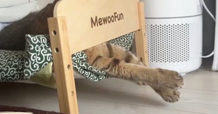 ベッドで寝ている猫