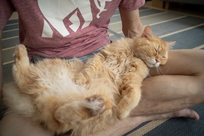 飼い主のひざの上でくつろぐ猫