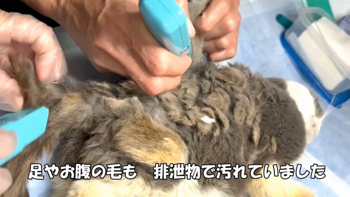 バリカンで刈られる猫