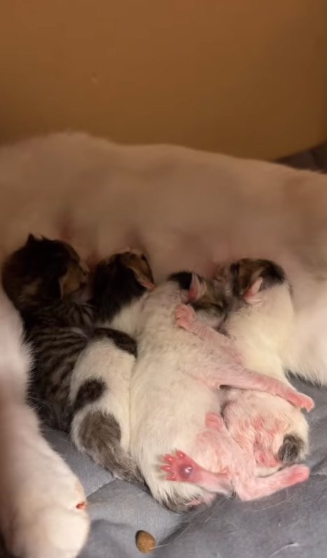 おっぱいを飲んでいる生まれたての子猫4匹
